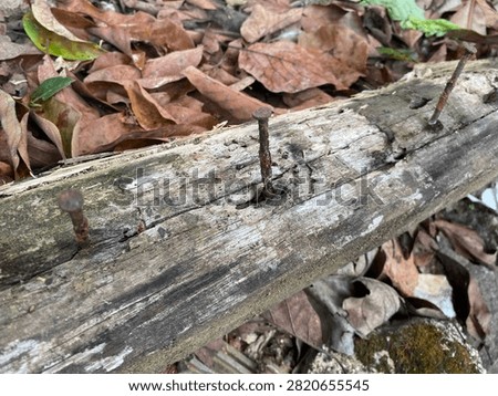 Rusty old nails driven into a weathered rotten wooden log