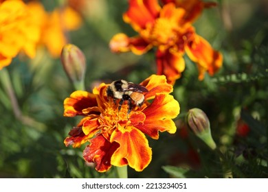 Rusty Patch Bumblebee On Marigolds