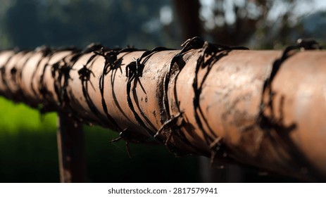 Rusty pipe wrapped in tangled barbed wire. Sunlight highlights rough textures and sharp edges. Natural backdrop of blurred greenery and trees. Ideal for themes of confinement, decay, or resistance