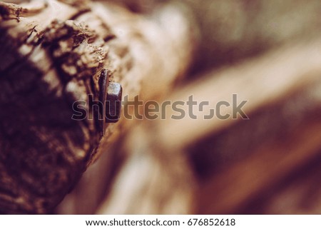 Similar – Image, Stock Photo closeup of trunk stumps of a phytolacca dioica in nature with abstract forms