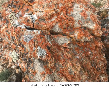 Rusty stone in nature covered by mold