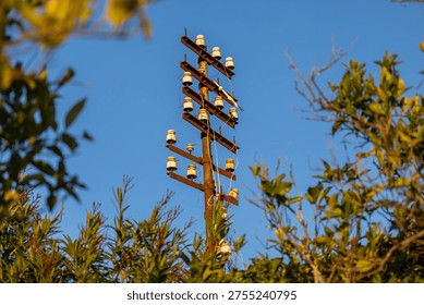 Rusty utility pole with multiple ceramic insulators and communication wires among green trees