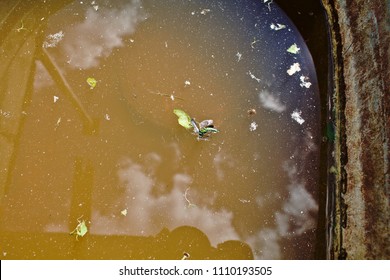 Rusty Zinc Tank With Dirty Water And Drowned Insects