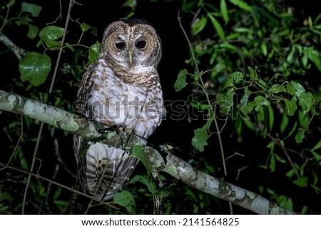 A Rusty-barred Owl is sitting on a branch and staring intensely at night in Caá Yarí Reserve, Misiones, Argentina