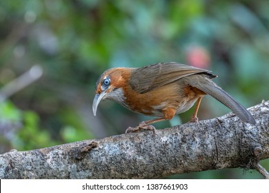 Rusty-cheeked scimitar babbler on a branch