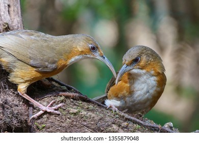 Rusty-cheeked Scimitar Babbler (Pomatorhinus erythrogenys). babbler, bird. Doi Lang, Chiang Mai, Thailand.