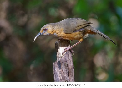 Rusty-cheeked Scimitar Babbler (Pomatorhinus erythrogenys). babbler, bird. Doi Lang, Chiang Mai, Thailand.