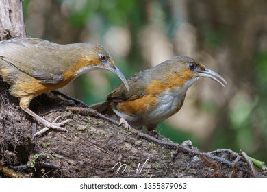 Rusty-cheeked Scimitar Babbler (Pomatorhinus erythrogenys). babbler, bird. Doi Lang, Chiang Mai, Thailand.