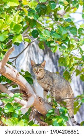 Rusty-spotted Cat - Prionailurus Rubiginosus  