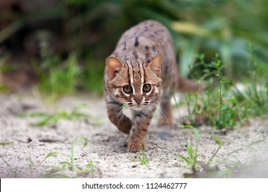 Spotted Cat Hd Stock Images Shutterstock