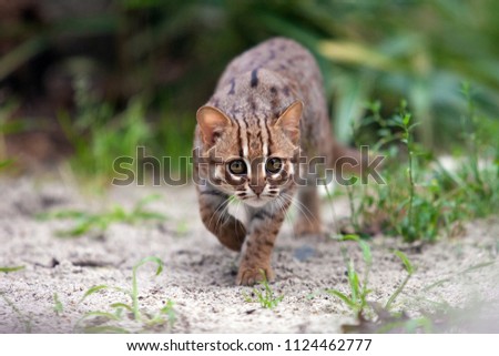 Rusty-spotted cat stalking her prey in Ceylon nature with one front paw raised. Small cat from wild Sri lanka keeps looking with his front paw lifted off the ground. Prionailurus rubiginosus phillipsi