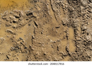 Rut On Muddy Surface Under The Direct Sunlight