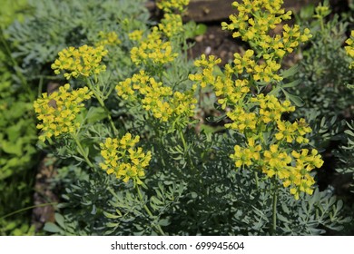 Ruta Graveolens, Blossoms