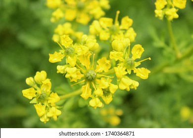 Ruta Graveolens, Close Up, Yellow