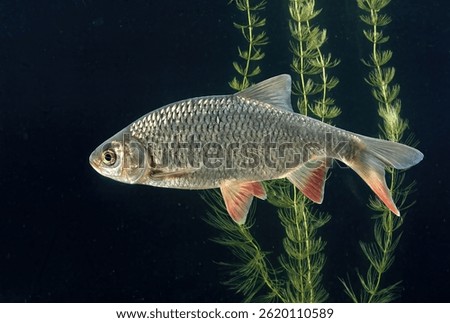 Rutilus rutilus - Common Roach
