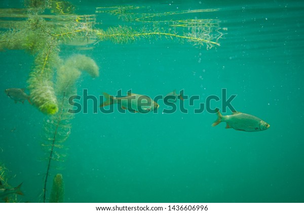 Rutilus rutilus - Roach fish in a\
beautiful lake in austria, underwater photography in a\
lake