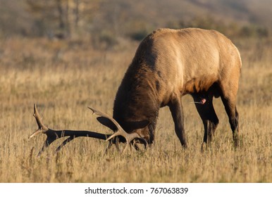 Rutting Elk Leaving His Scent During Mating Season In The Fall.