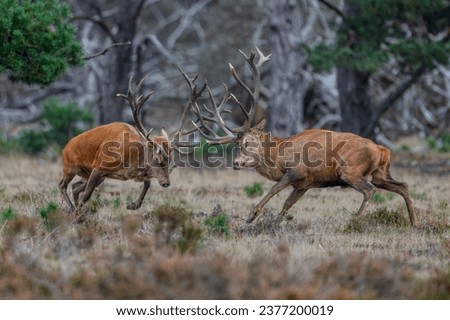 It's rutting season. The time of year when red deer stags bulk up and fight for the right to their territory and hinds (female red deer). Imagine de stoc © 
