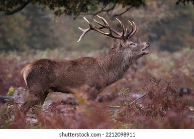 Rutting Stag Walking Through Long Grass At Bushy Park UK