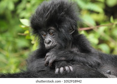 Rwanda Mountain Gorilla