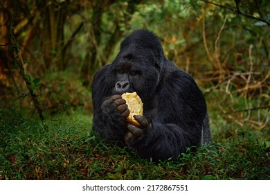 Rwanda Mountain Gorilla With Food. Detail Head Primate Portrait With Beautiful Eyes. Wildlife Scene From Nature. Africa. Mountain Gorilla Monkey Ape, Virunga NP. Gorilla - Wildlife Forest Portrait. 