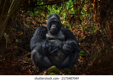 Rwanda mountain gorilla. Gorilla - wildlife forest portrait . Detail head primate portrait with beautiful eyes. Wildlife scene from nature. Africa. Mountain gorilla monkey ape, Virunga NP. 