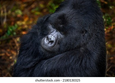 Rwanda Mountain Gorilla. Gorilla - Wildlife Forest Portrait . Detail Head Primate Portrait With Beautiful Eyes. Wildlife Scene From Nature. Africa. Mountain Gorilla Monkey Ape, Virunga NP. 