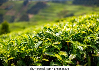 245 Rwanda tea plantations Stock Photos, Images & Photography ...