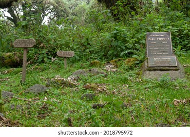 Rwanda - Volcanoes National Park - August 2008 - Dian Fossey's Grave Besides Her Most Beloved Gorillas Known From The Movie Gorillas In The Mist