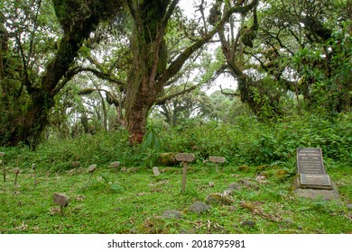 Rwanda - Volcanoes National Park - August 2008 - Dian Fossey's Grave Besides Her Most Beloved Gorillas Known From The Movie Gorillas In The Mist