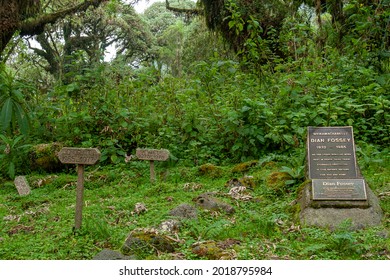 Rwanda - Volcanoes National Park - August 2008 - Dian Fossey's Grave Besides Her Most Beloved Gorillas Known From The Movie Gorillas In The Mist