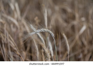 Rye