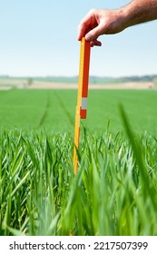 Rye. Development In The Field Of Rye. Plant Height Is Measured With A Ruler