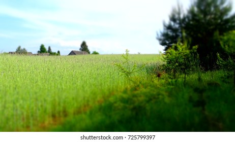 Rye field and barn