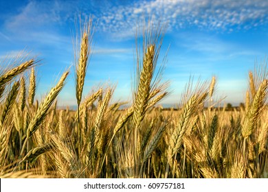 Rye Field, Belarus.