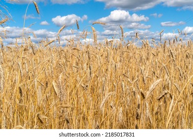 Rye Field And Blue Sky With White Clouds. Ears Of Rye Swaying From The Gentle Wind.