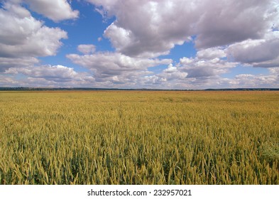 Rye field panorama