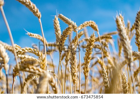 Rye field. Ripe grain spikelets. Cover crop and a forage crop. Blue sky background. Agricultural concept. Gramineae