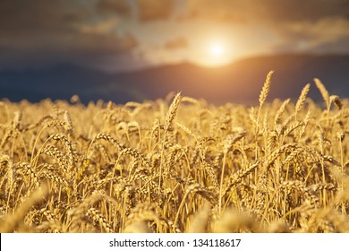 Rye Field At Sunset