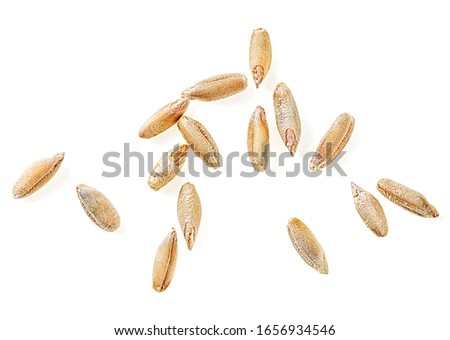 Rye grains isolated on a white background, top view. Macro.