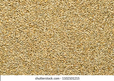 Rye Grains, Surface And Background. Secale Cereale, Grain, Cover And Forage Crop. Member Of Wheat Tribe. Used For Flour, Bread, Beer, Whiskey, Vodka And Animal Fodder. Food Photo, Close Up From Above.