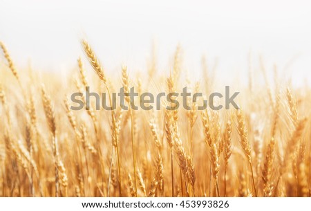 Rye on a white background. Harvest.