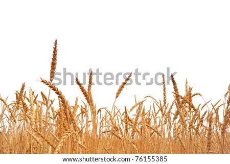 Rye. Rye on a white background. Harvest.