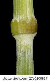 Rye (Secale cereale). Culm Node Closeup
