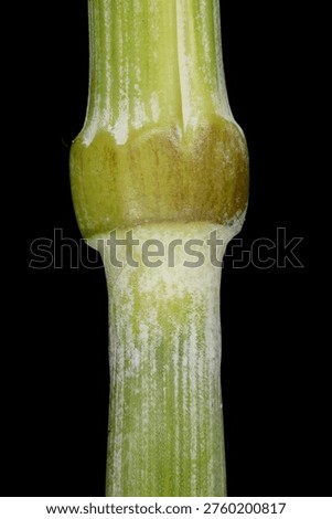 Rye (Secale cereale). Culm Node Closeup