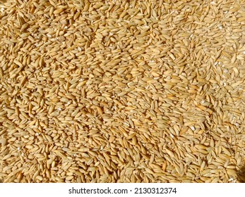 Rye (Secale Cereale) Is a Grass Grown Extensively As A Grain, A Cover Crop And A Forage Crop. It Is A Member Of The Wheat Tribe (Triticeae) And Is Closely Related To Both Wheat (Triticum) And Barley.