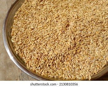 Rye (Secale Cereale) Is a Grass Grown Extensively As A Grain, A Cover Crop And A Forage Crop. It Is A Member Of The Wheat Tribe (Triticeae) And Is Closely Related To Both Wheat (Triticum) And Barley.