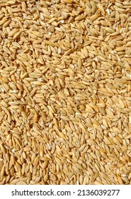 Rye (Secale Cereale) Is a Grass Grown Extensively As A Grain, A Cover Crop And A Forage Crop. It Is A Member Of The Wheat Tribe (Triticeae) And Is Closely Related To Both Wheat (Triticum) And Barley.