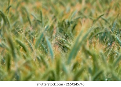 Rye (Secale Cereale) Is Grass Grown Extensively As Grain, Cover Crop And Forage Crop. It Is Member Of Wheat Tribe (Triticeae) And Is Closely Related To Both Wheat (Triticum) And Barley (Hordeum).