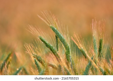 Rye (Secale Cereale) Is Grass Grown Extensively As Grain, A Cover Crop And Forage Crop. It Is Member Of Wheat Tribe (Triticeae) And Is Closely Related To Both Wheat (Triticum) And Barley (Hordeum).